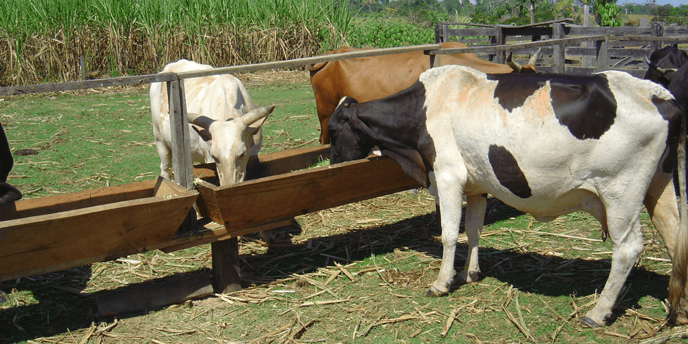 gado pecuaria pastagem