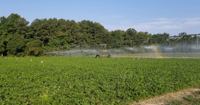 irrigação soja