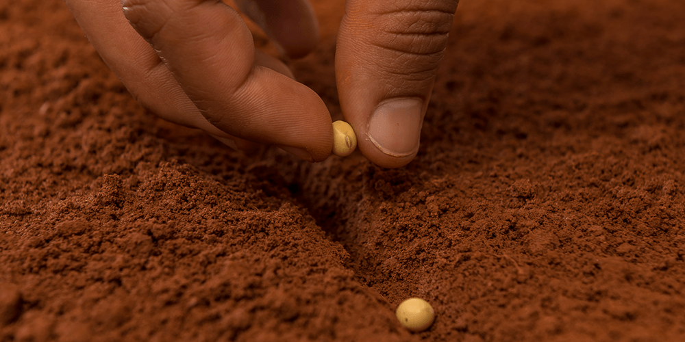 semente soja plantio
