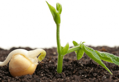 soja semente germinação
