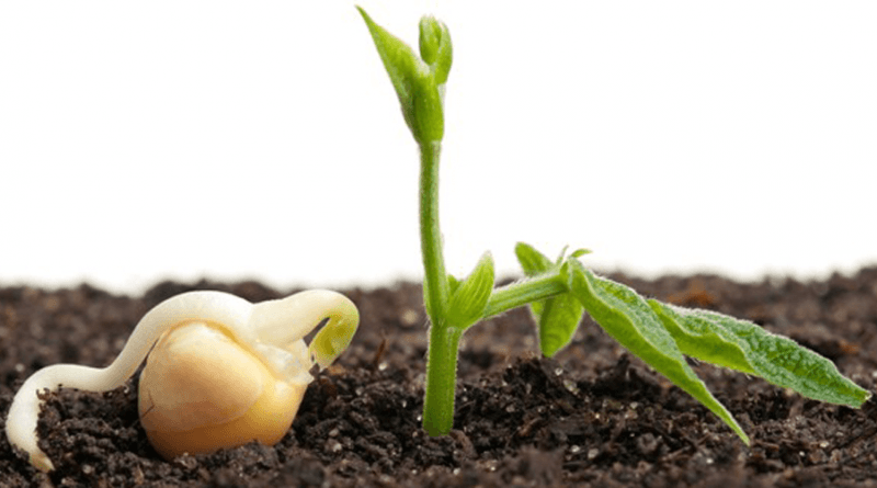 soja semente germinação
