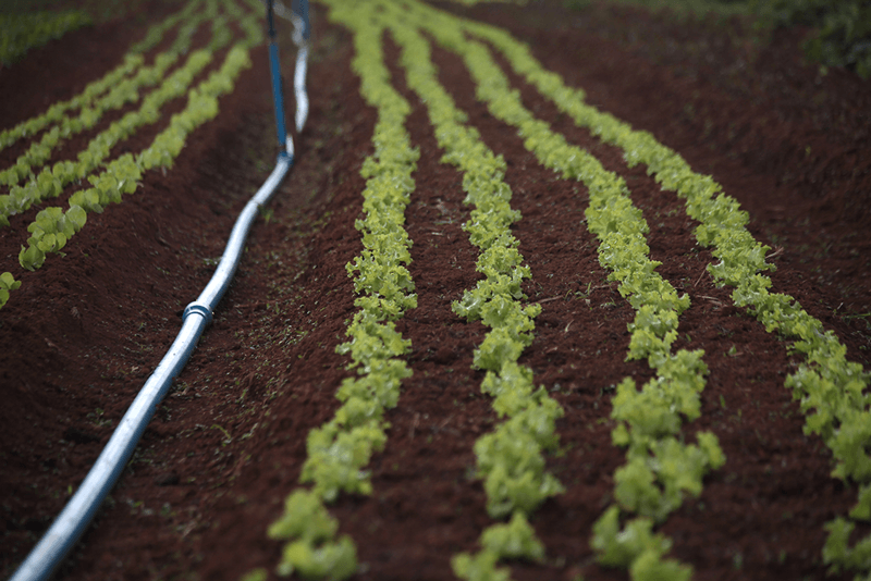 soja irrigação