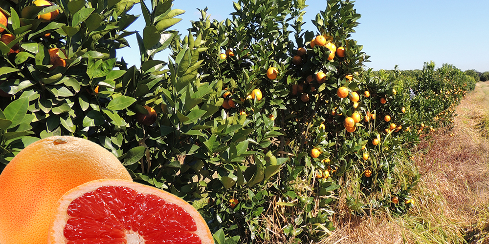 laranja vermelha