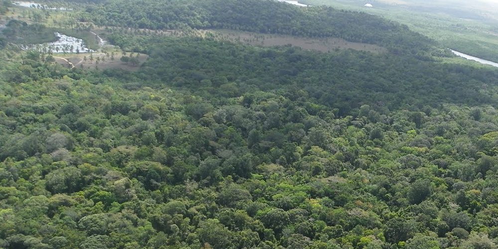 natureza mata meio ambiente floresta