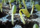 É hora de plantar feijão?