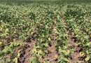 Paraguai: DasAgro reduz projeção para safra de soja e alertas para perdas se agravando com falta de chuvas e calor de 40ºC